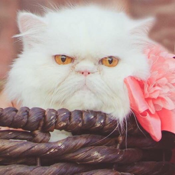 Meet your Posher, Melissa - Picture 1 of 1